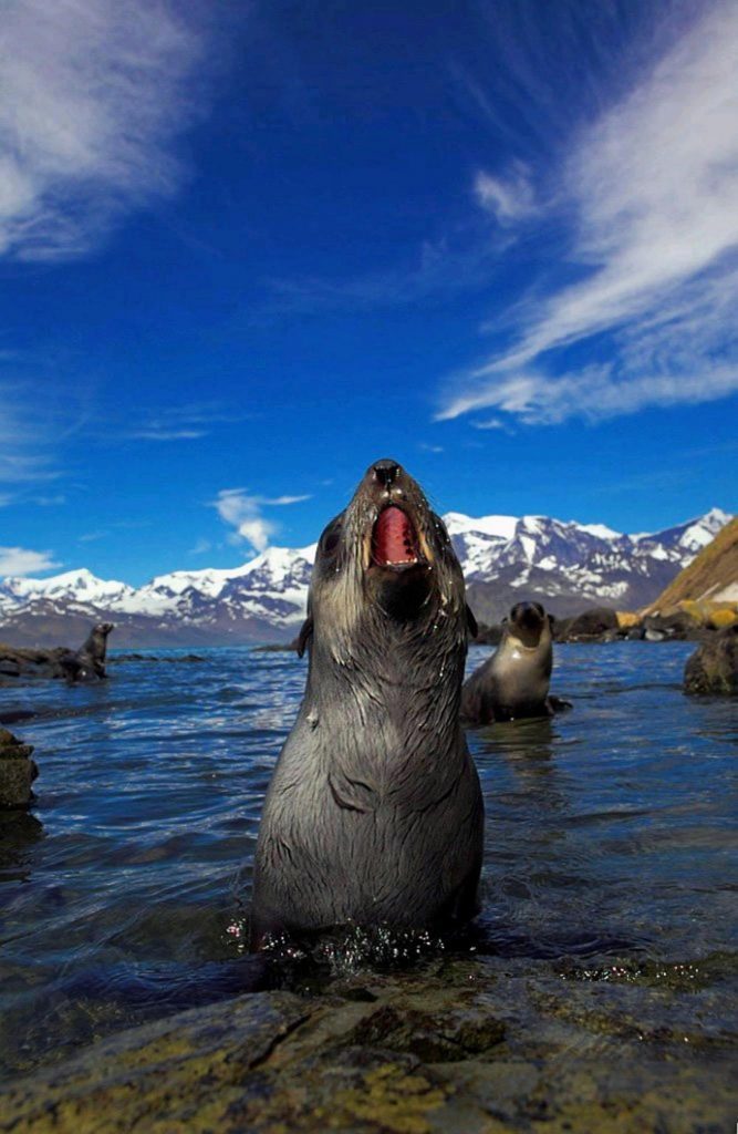 Fur seals in South Georgia. It is estimated that up to four million live and breed on the island.