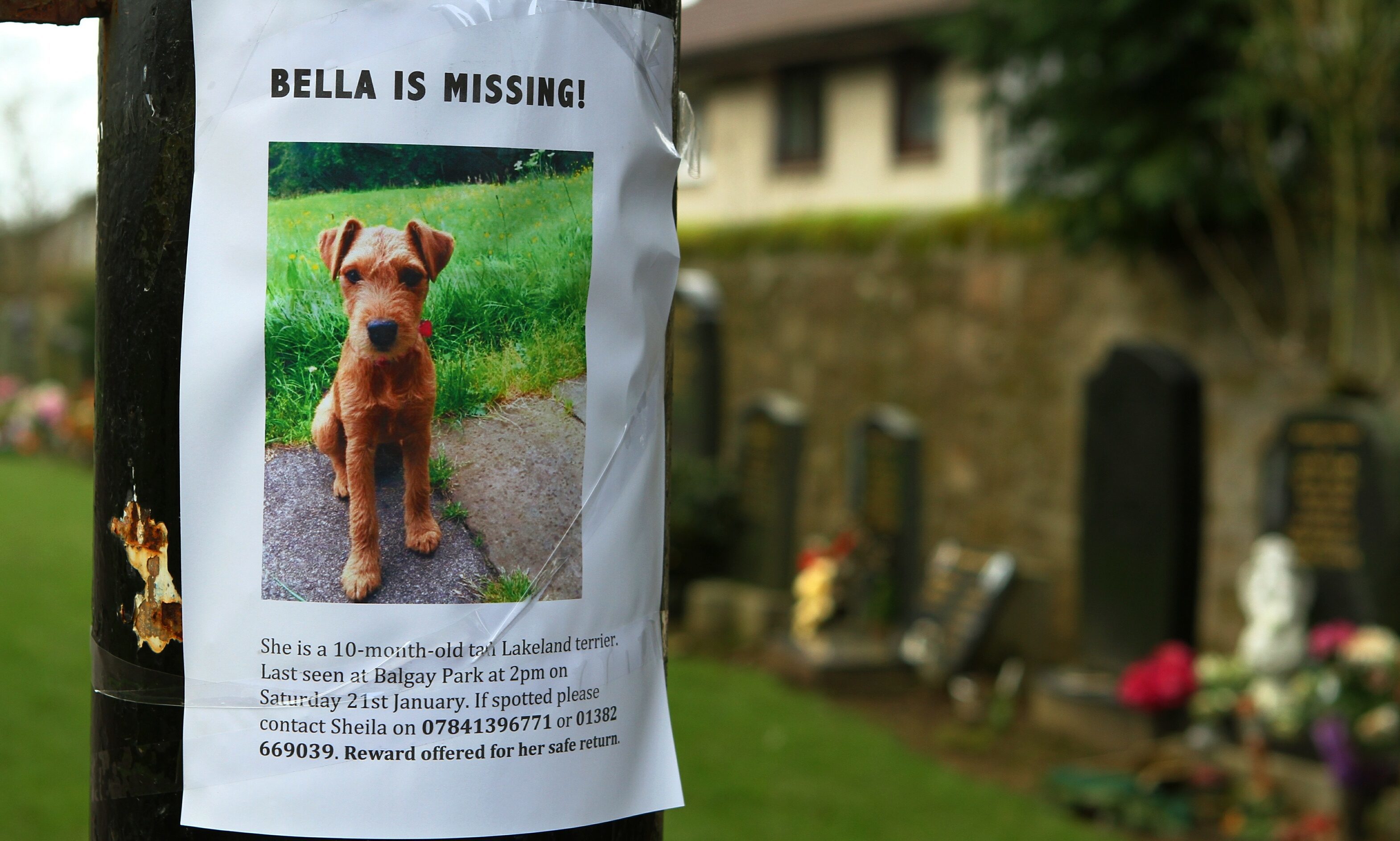 One of the flyers for missing dog Bella on a post at Balgay Cemetery.