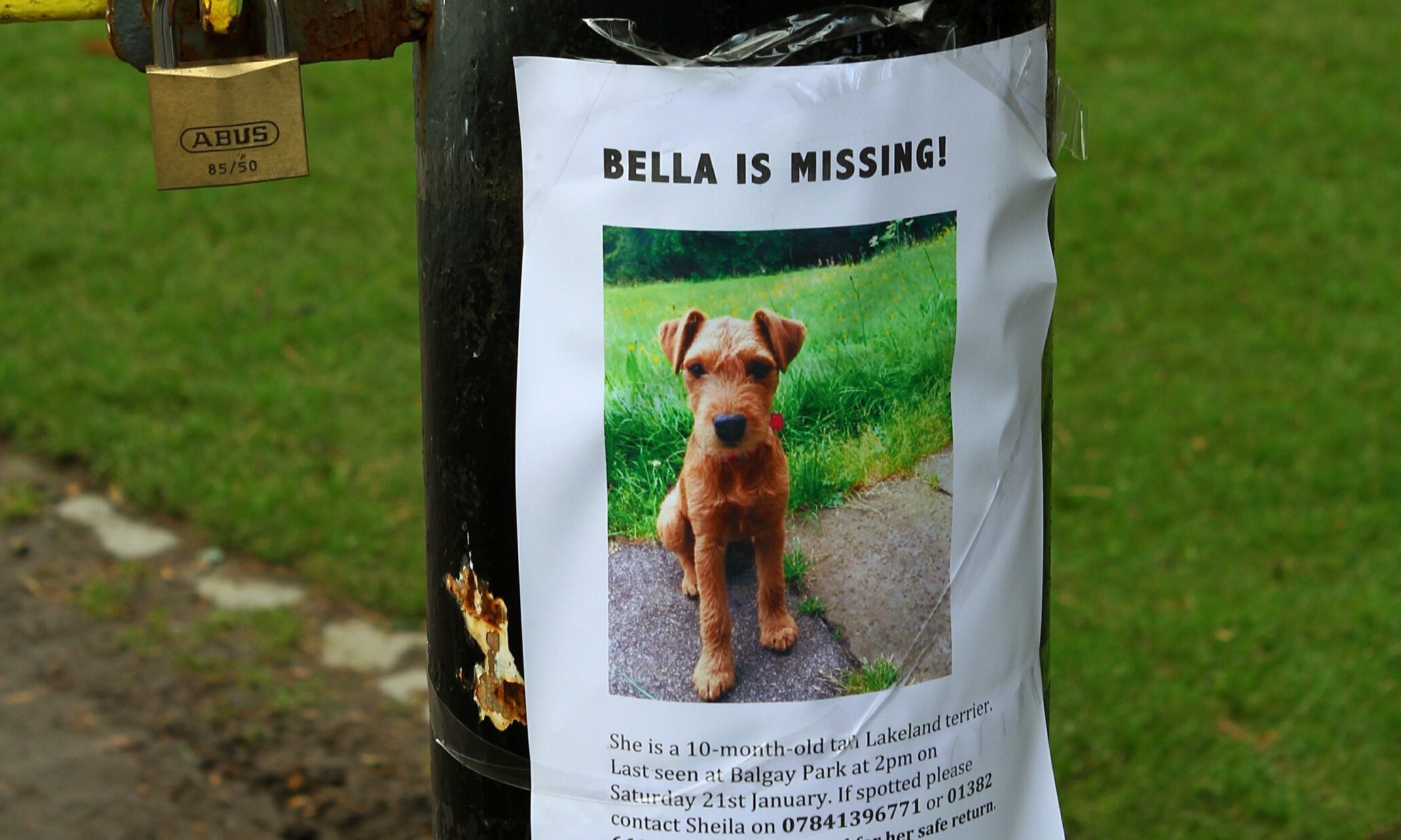 Credible sightings of Bella have been reported in the last 48 hours.