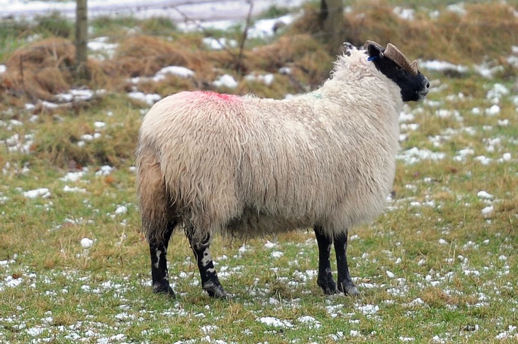 Among the animals badly hurt was the ewe that secured 1st prize and the title of Gimmer and Lanark Type Blackie Reserve Champion at the Perth Show. It is now lame on it's back right leg.