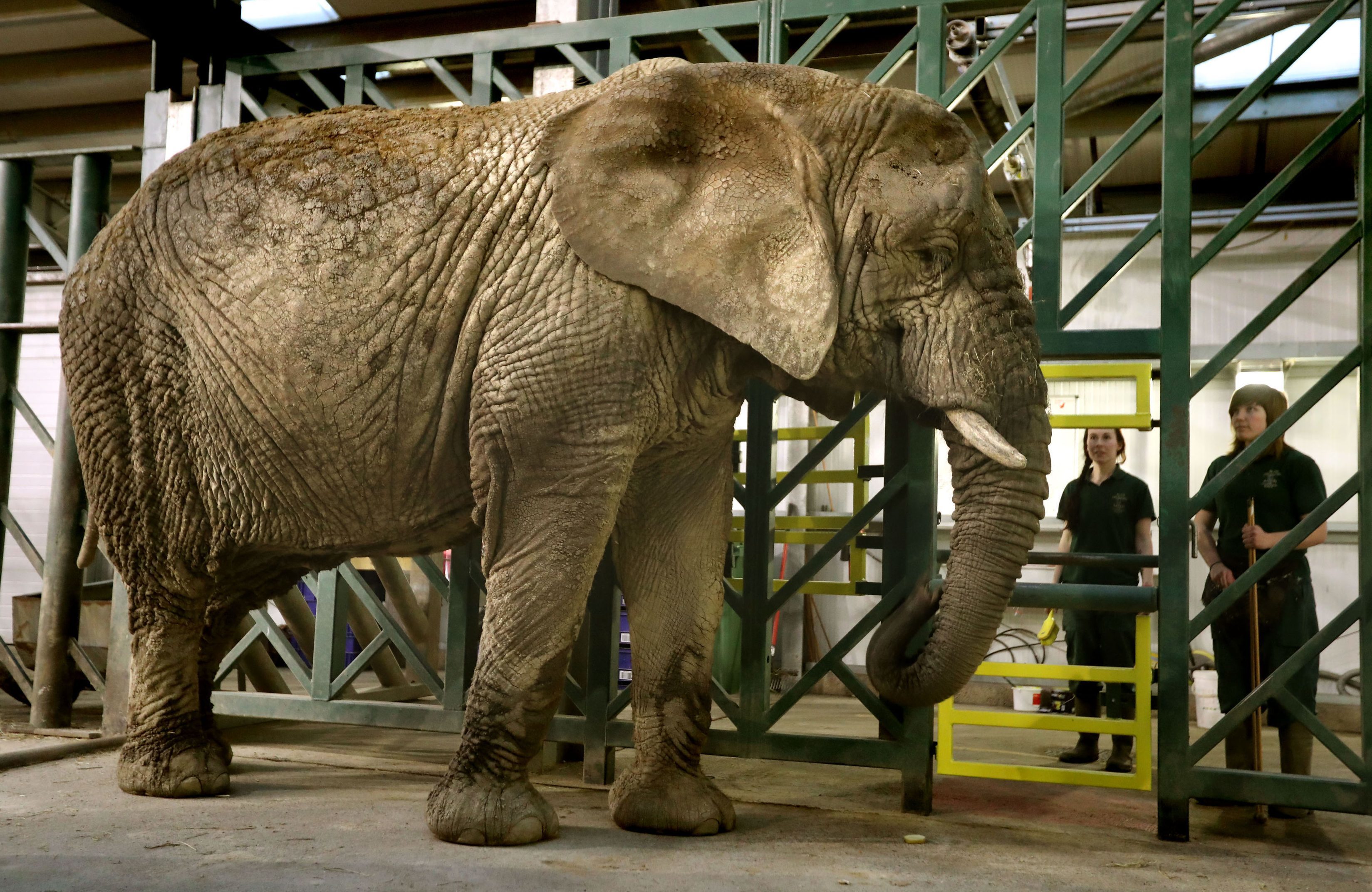 Mondula the elephant whose neighbour Toto died in March 2016.