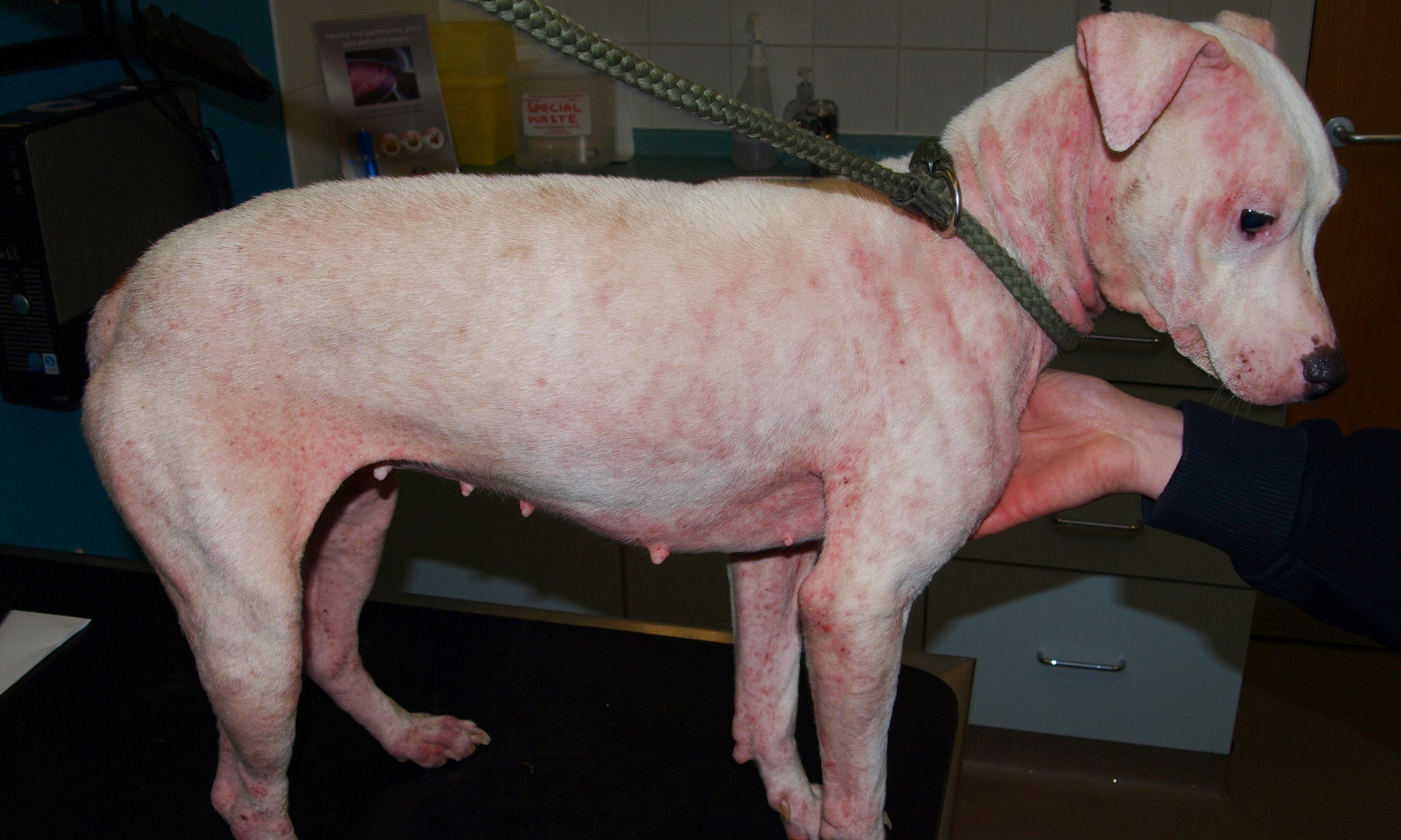 A dog involved in a recent cruelty investigation in Fife.