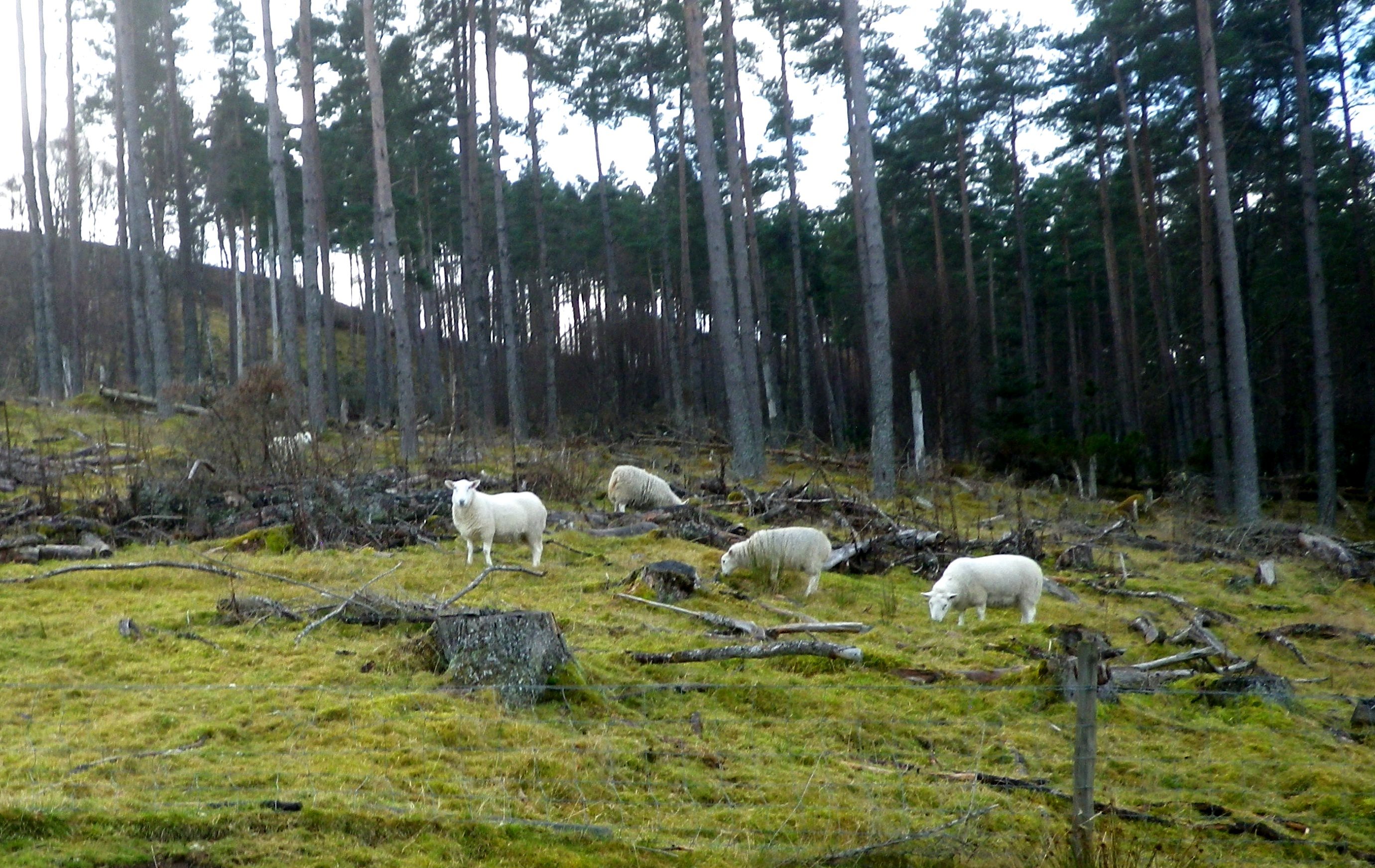 Stray sheep are a bio-security risk and a drain on resources