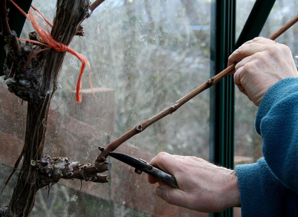 Spur pruning grape vines in winter