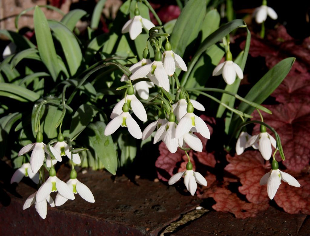 Snowdrops - an early sign of spring