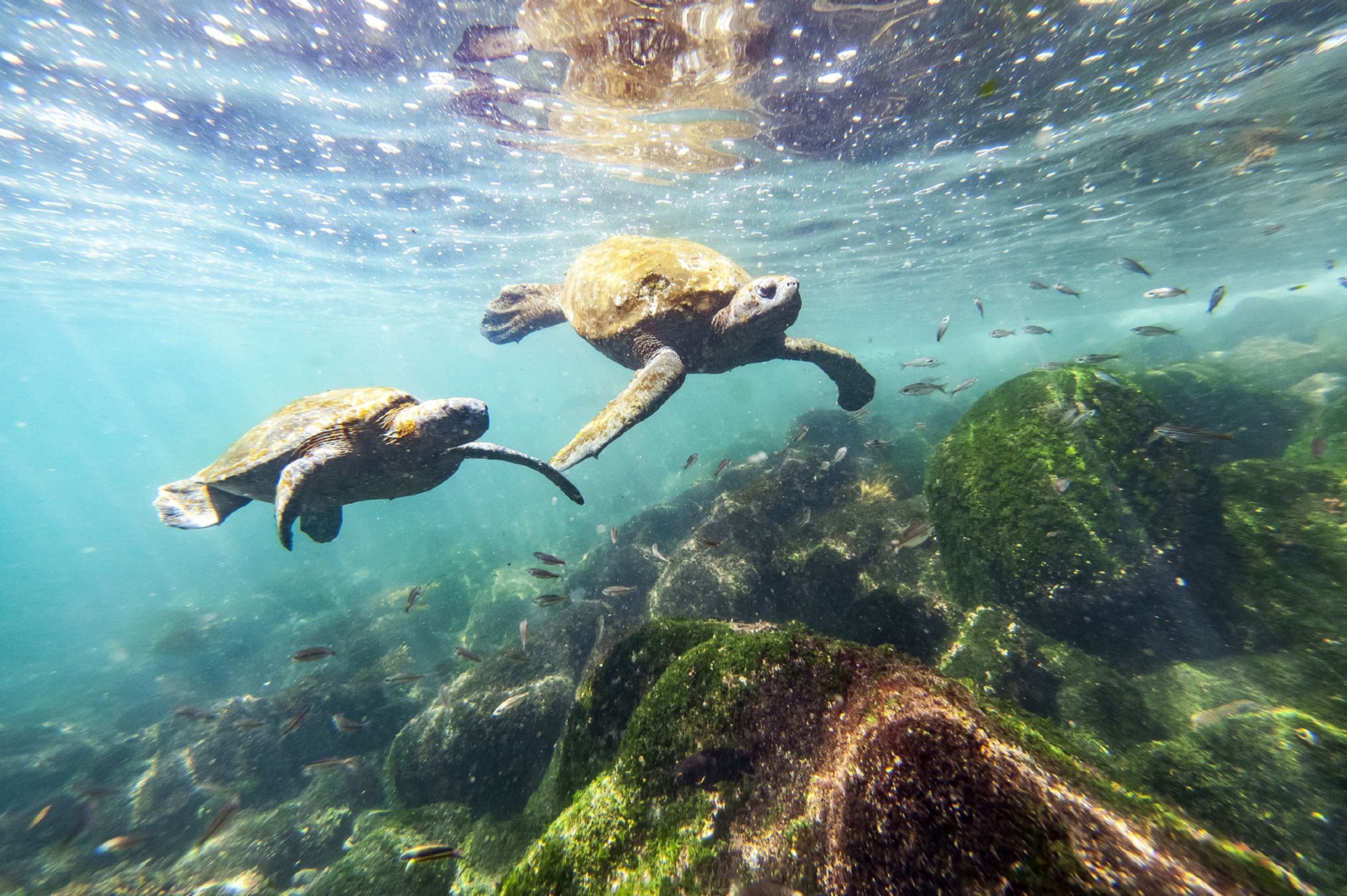 Photo of green turtles in Isabela.