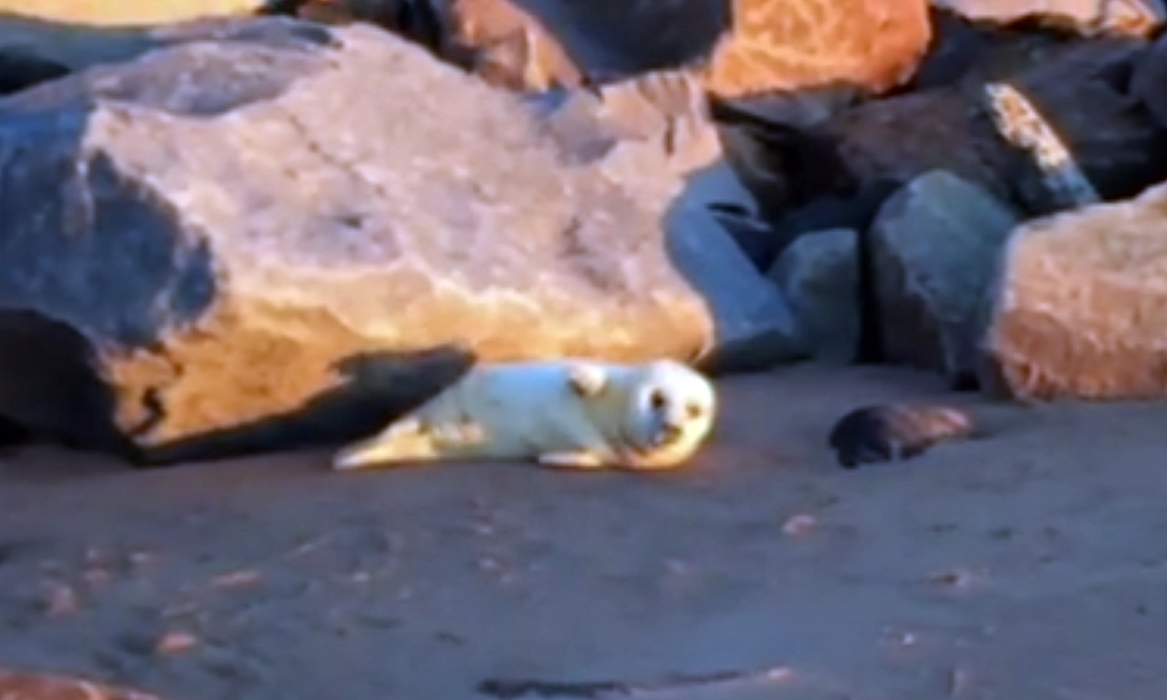 The seal pup was first spotted and left alone in the morning, when it was said to appear to be in good condition.