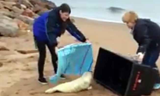 The seal pup was guided into a plastic crate for removal from the beach.