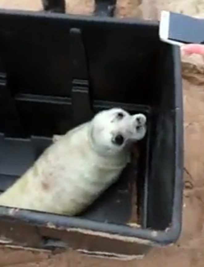 The pup was passed into the care of the SSPCA National Wildlife Rescue Centre based at Alloa.