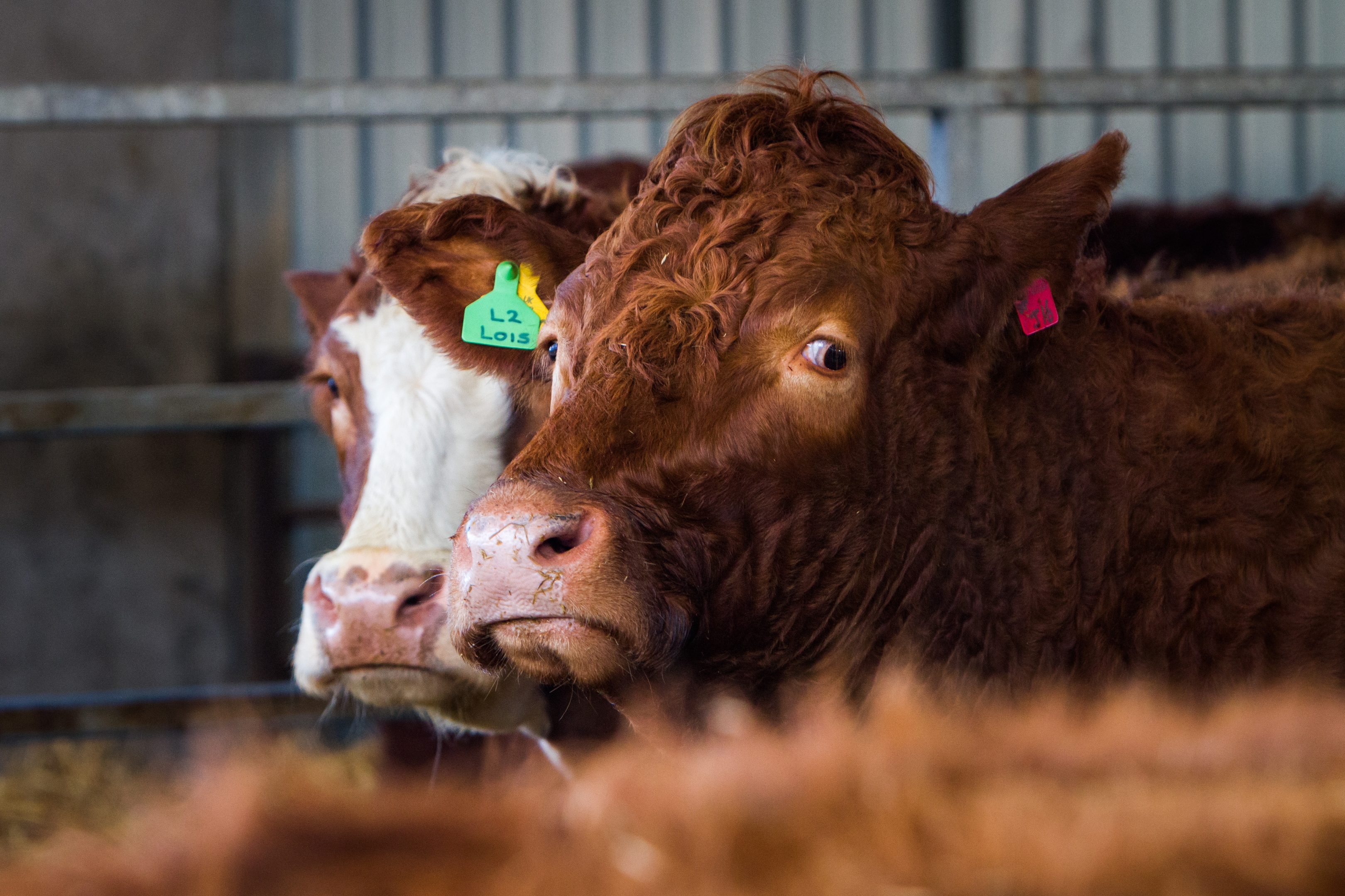 More than 94% of the methane produced by cows comes from  their breath through belching