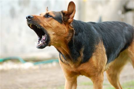 Noisy pets are driving some residents to despair, with barking dogs causing the bulk of complaints.