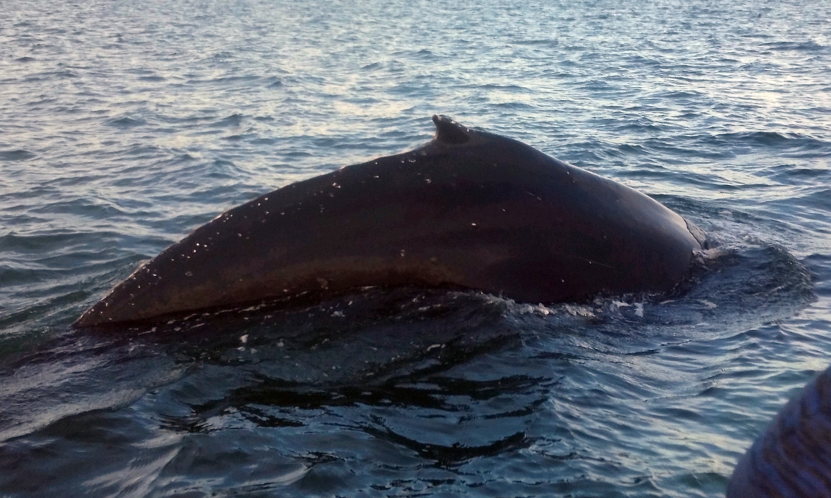 The humpback whale.