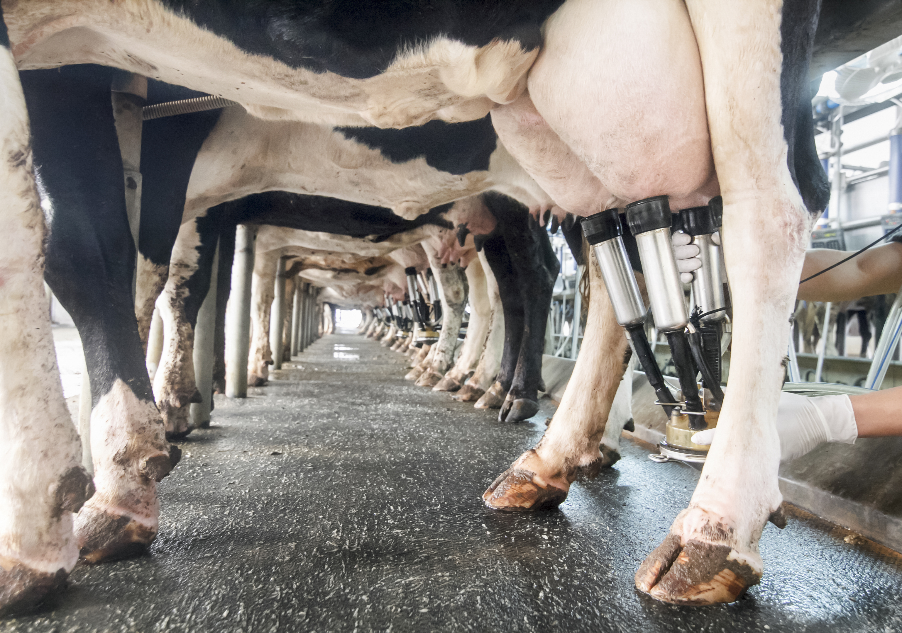 The year was challenging for farmers who produced milk, eggs and cereals