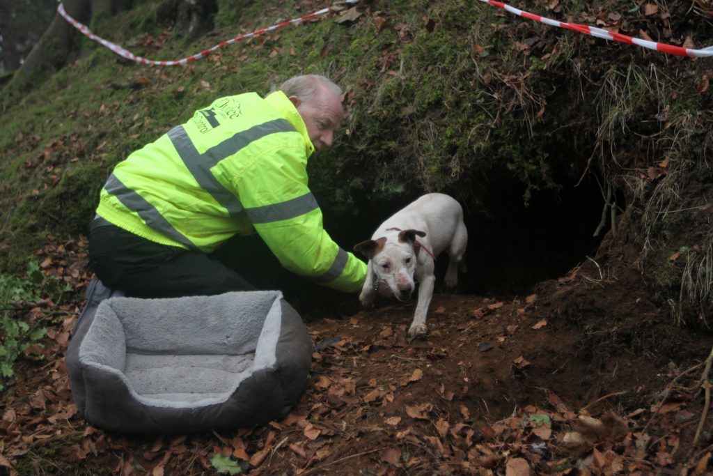 Search dog Pickle on the hunt for Bella.