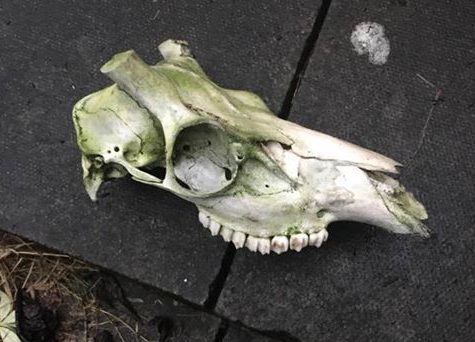 The skull was left hanging on a washing line.