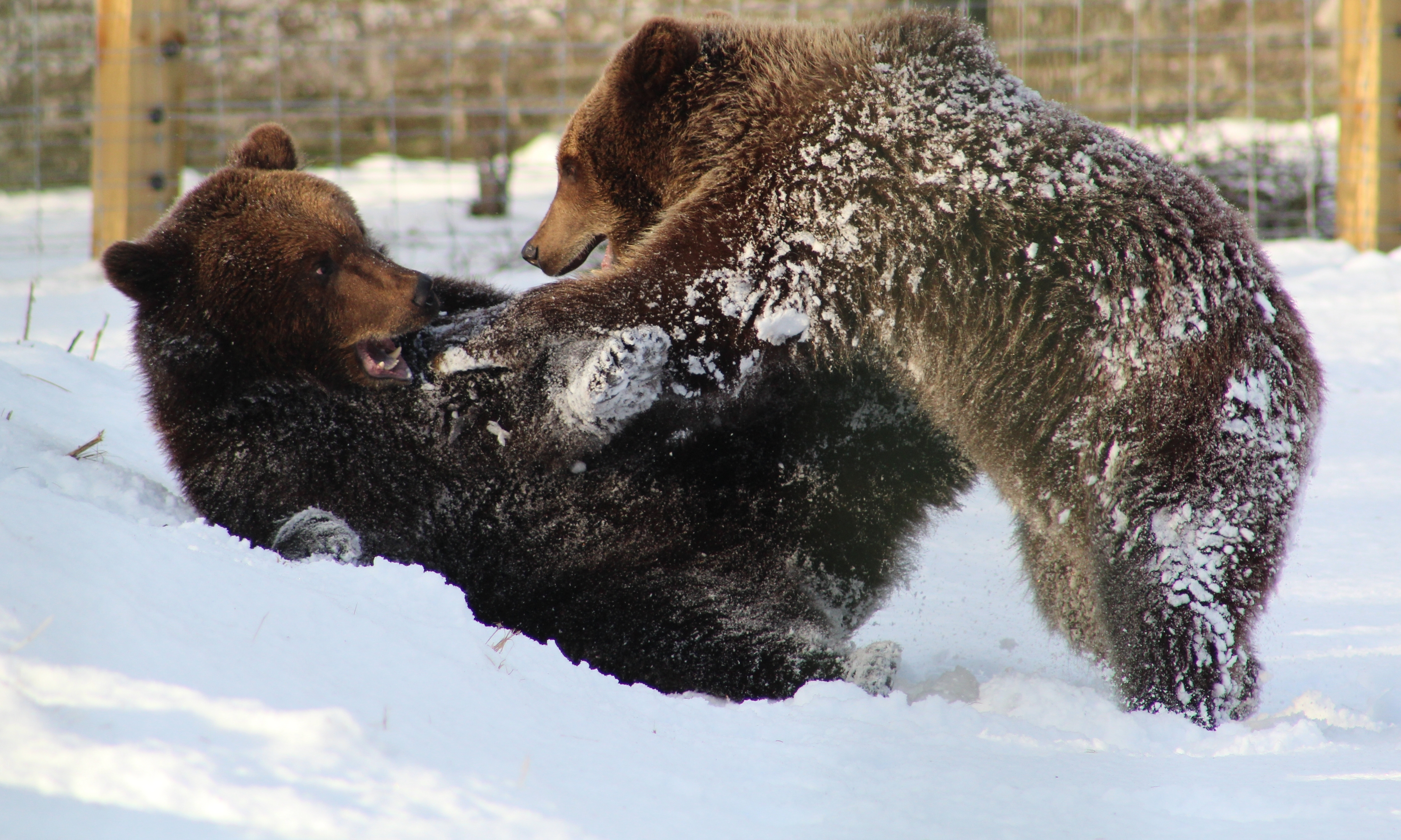 While humans were battling to get to work, Camperdown Wildlife Park's new bears were delighted to play in the snow.