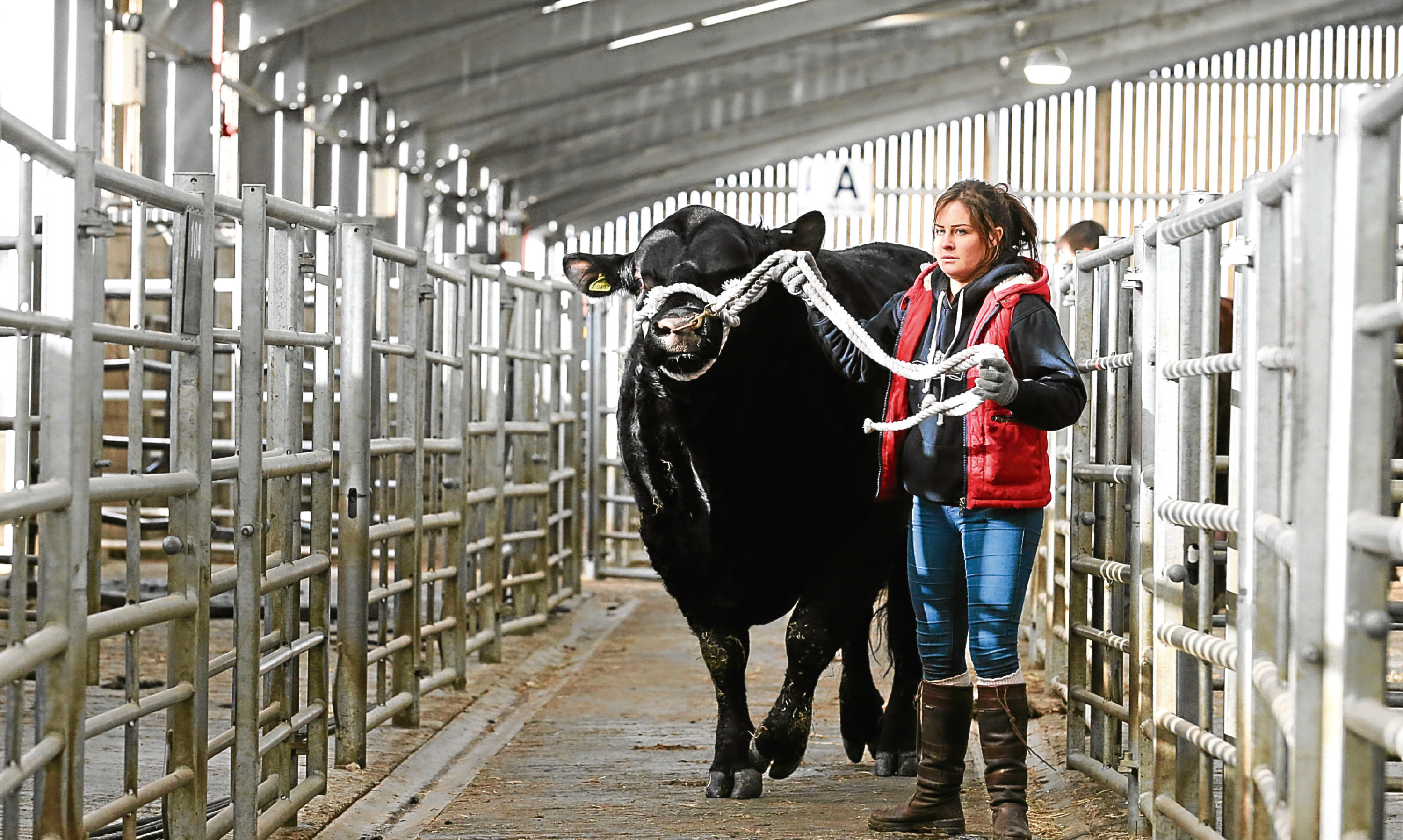 Caroline Orr from Halbeath Farm, Dunfermline, moves her Aberdeen Angus bull into the ring at Stirling bull sales.