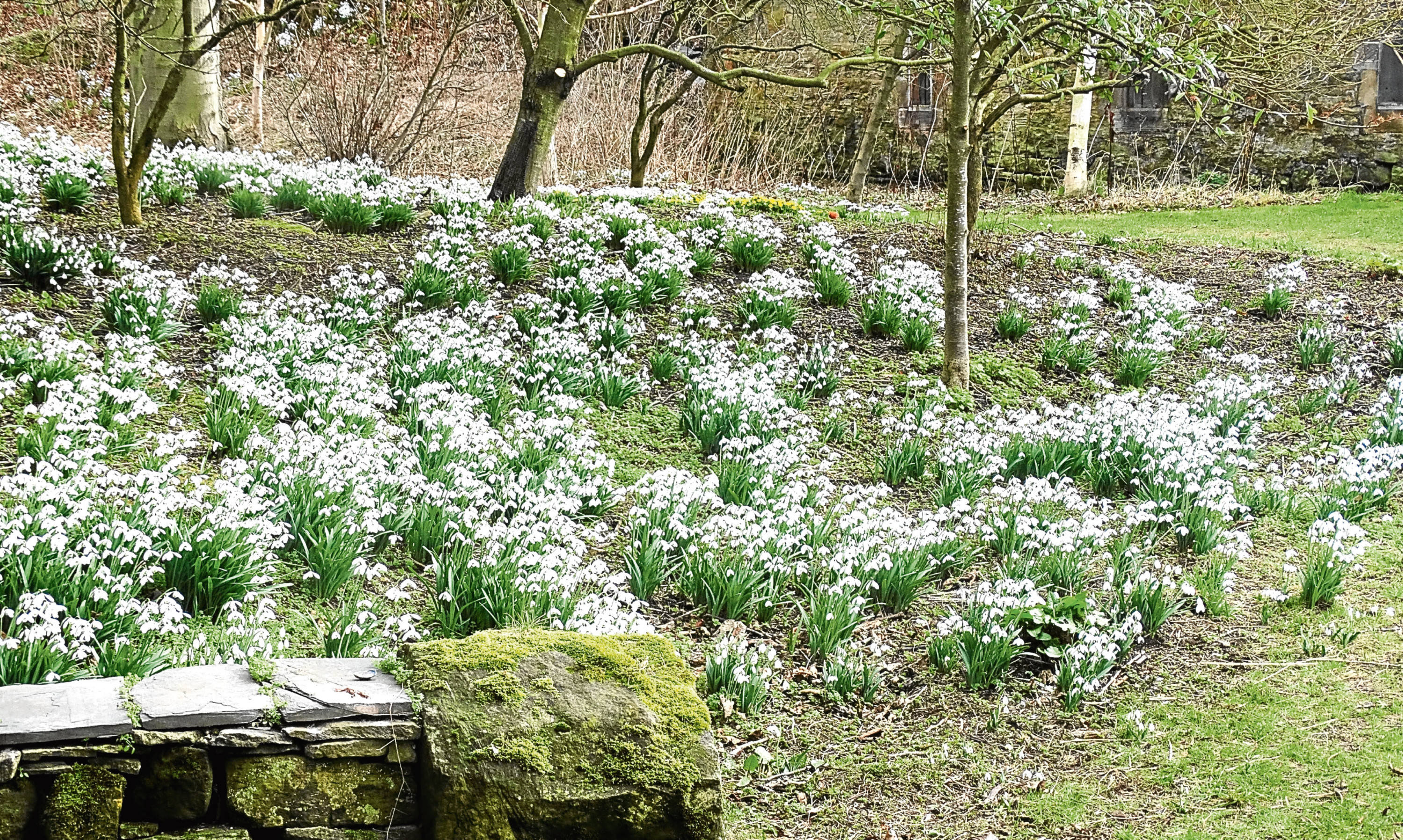 Snowdrops at Cambo, Fife, with a splash of golden aconites in the background.