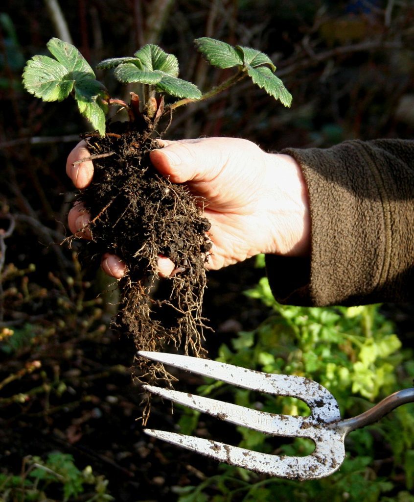 A good strawberry runner ready to plant