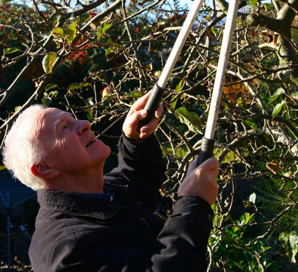Bramley apple gets some serious pruning