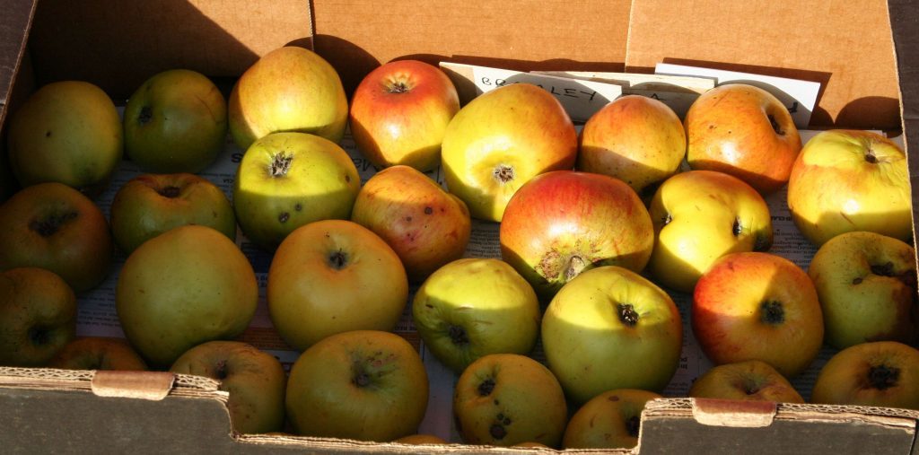 Checking the Bramley apples in February