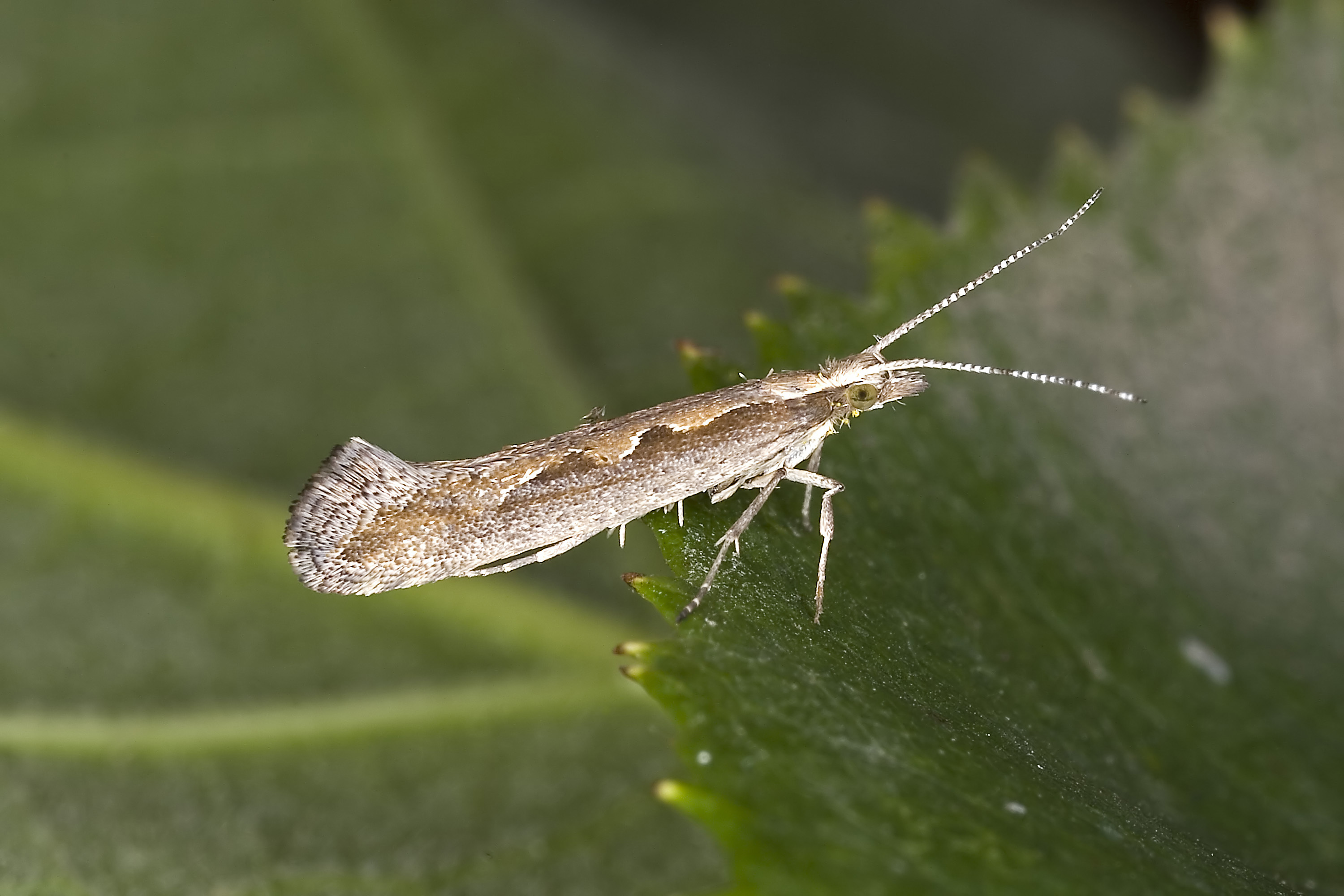 Diamondback moths caused unprecedented damage to brassicas in 2016