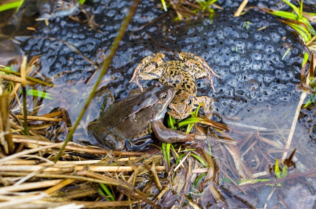 Copulation of the frog and frog spawn in pond