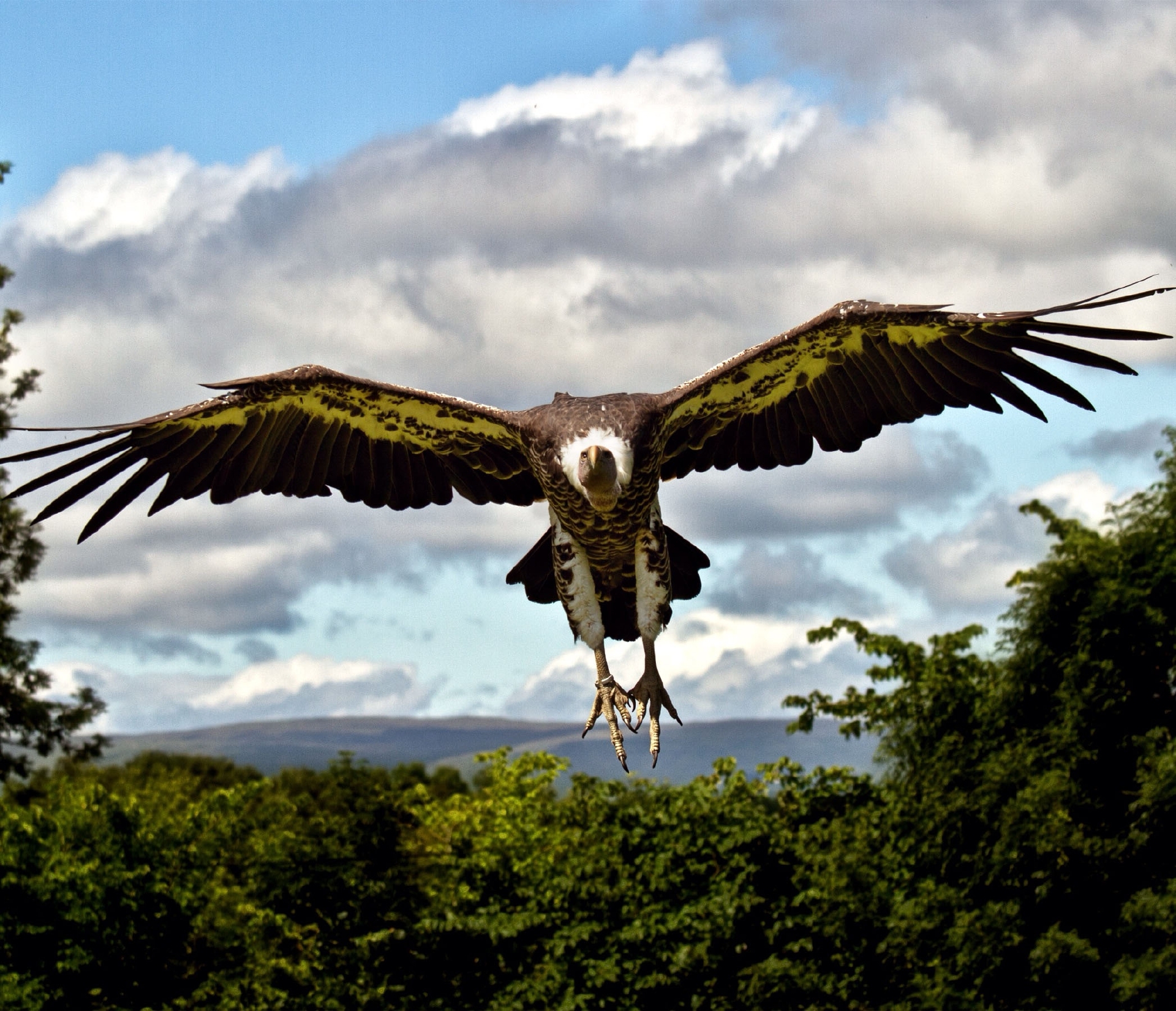 Circling for prey: Vultures don't exist only in the natural environment.