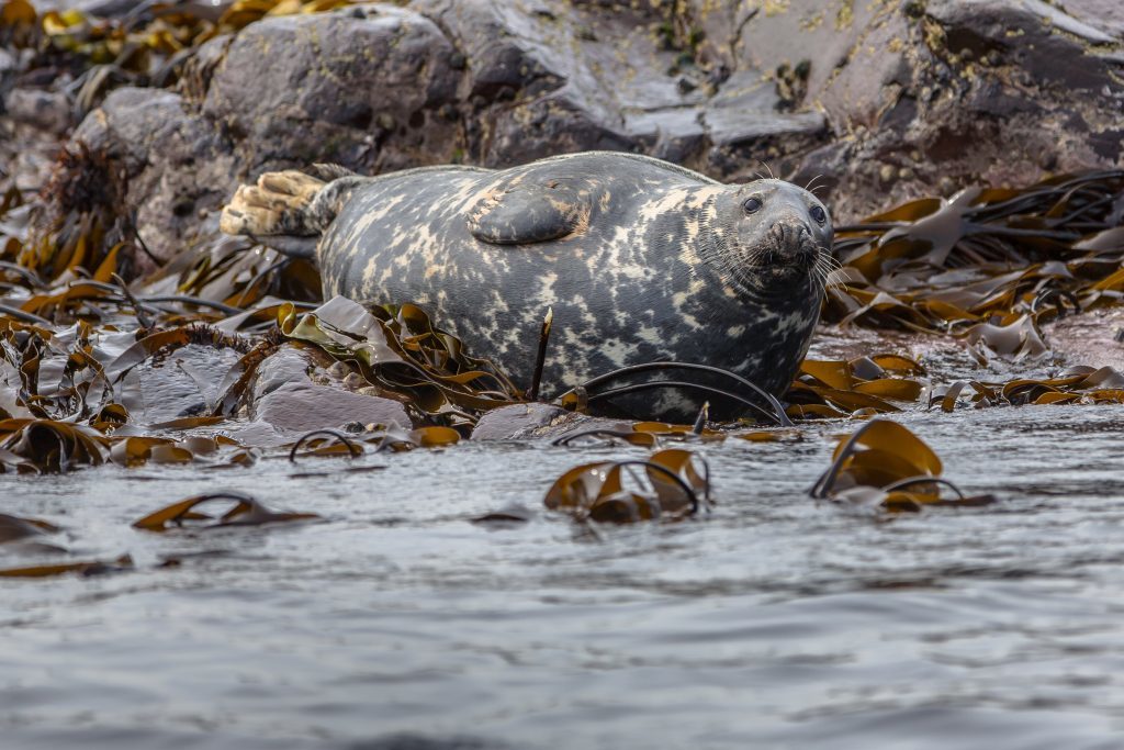 Well-fed Atlantic Grey Seal