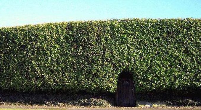 A high hedge