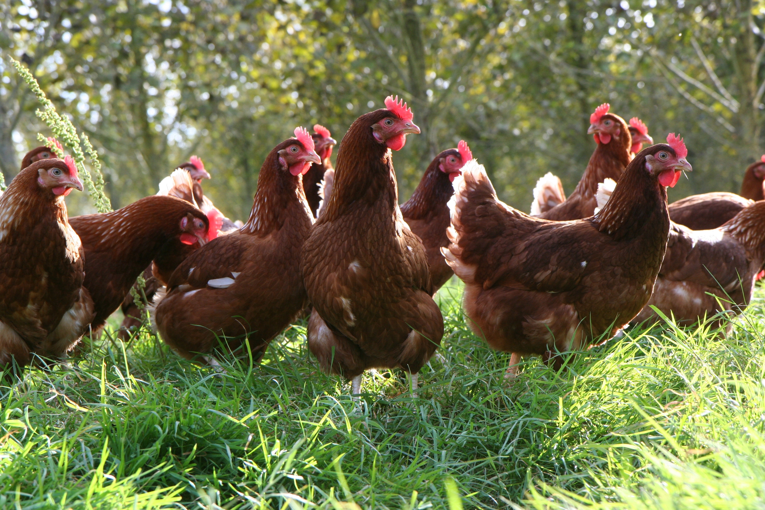Poultry keepers need to take steps to protect their outdoor flocks