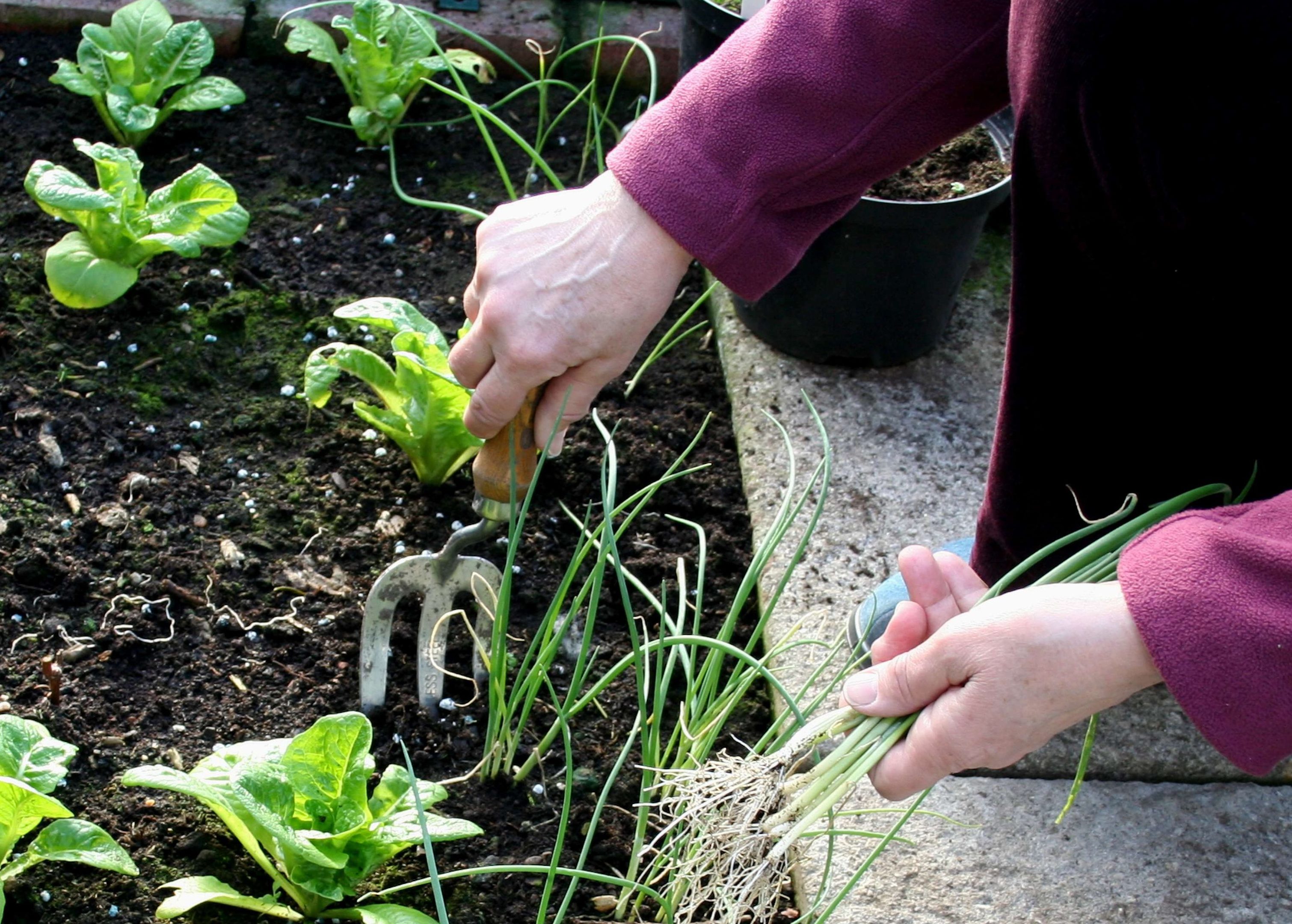 Lifting spring onions in greenhouse in February