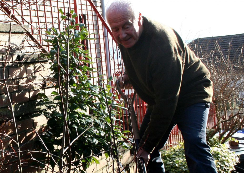 Mulching the saskatoon fruit bushes