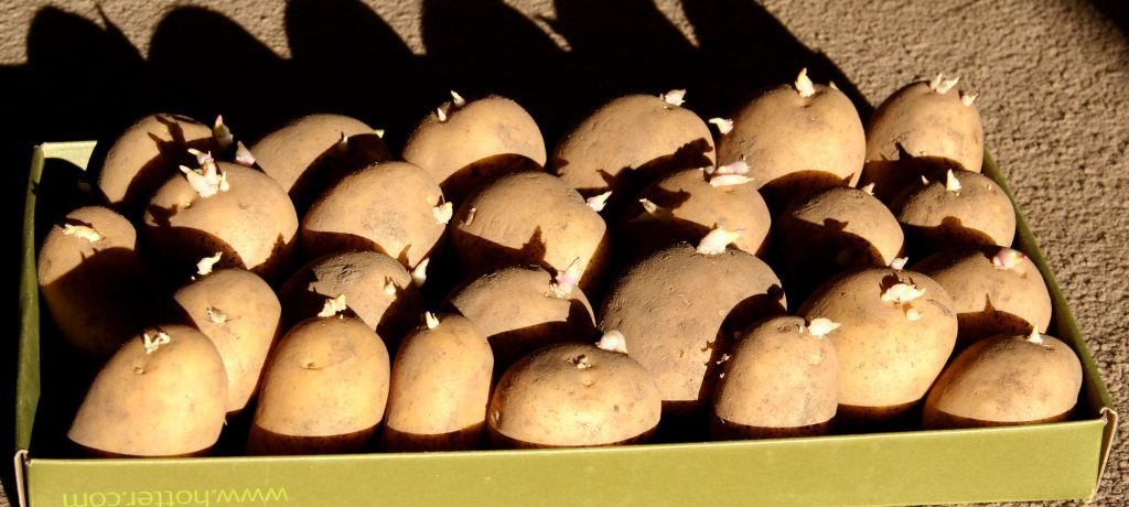 Potatoes ready for chitting