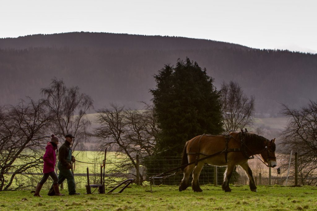 Andy Whitaker insists horse logging is not a thing of the past.