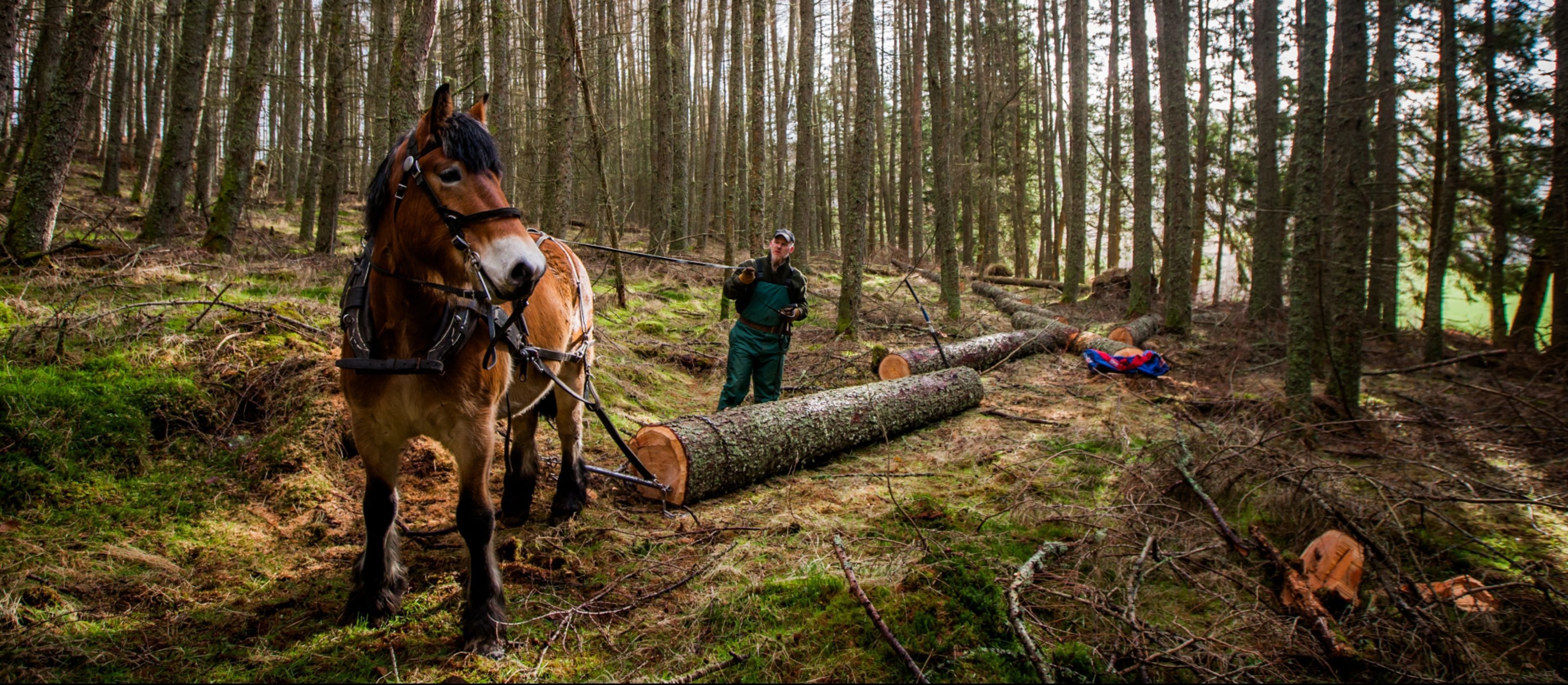 Andy Whitaker of Strathearn Horse Logging and Ghalm get to work on Fordie Estate near Comrie.