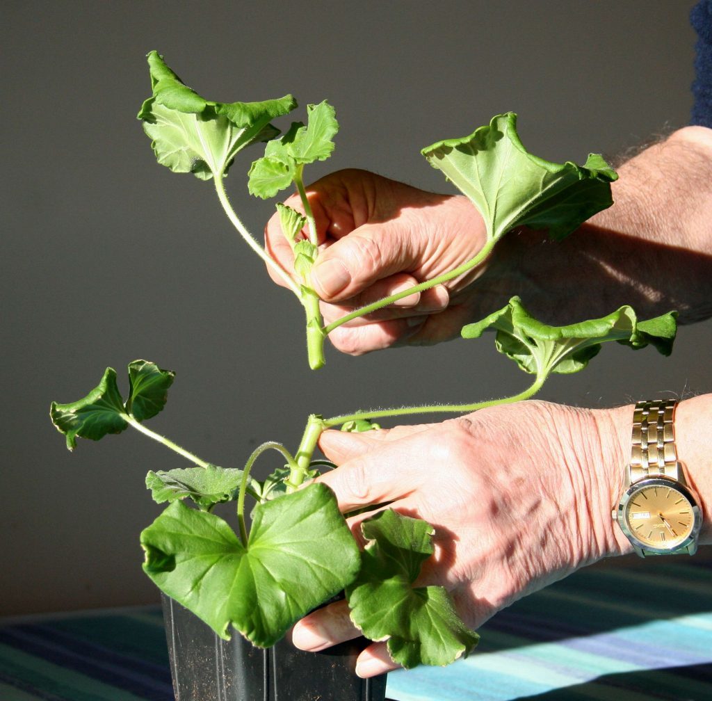 Take tops off young geraniums