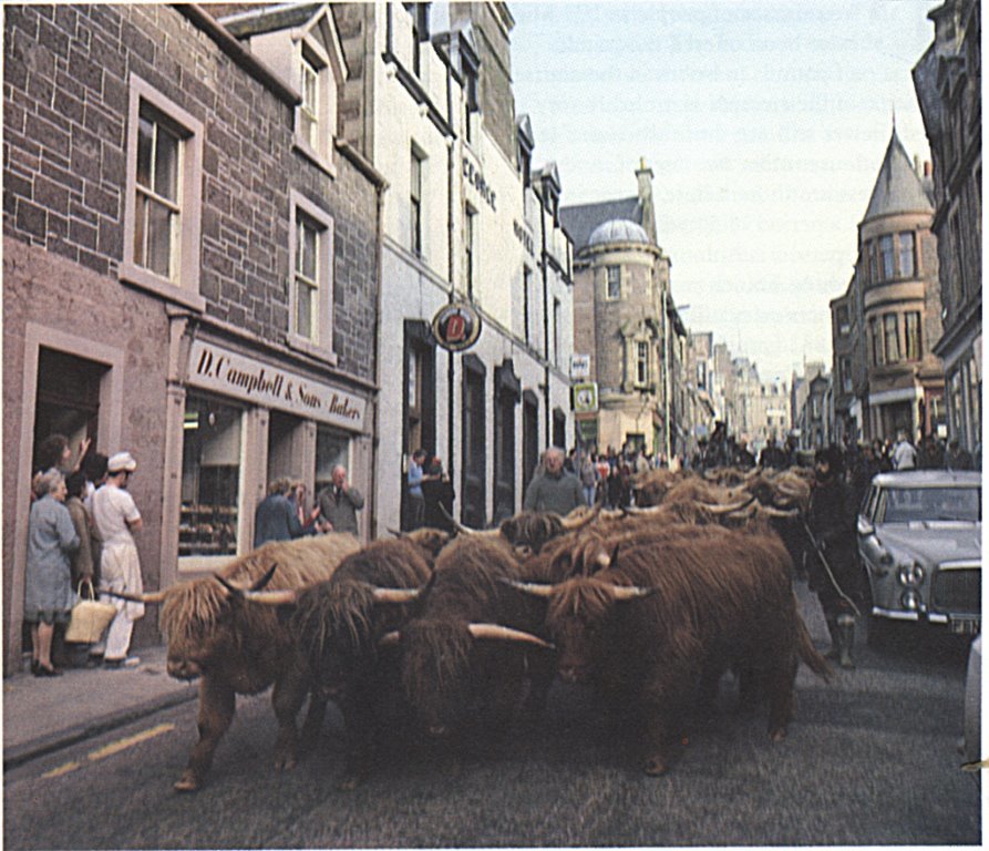 Highland coos file past the bakery in Crieff back in the day.