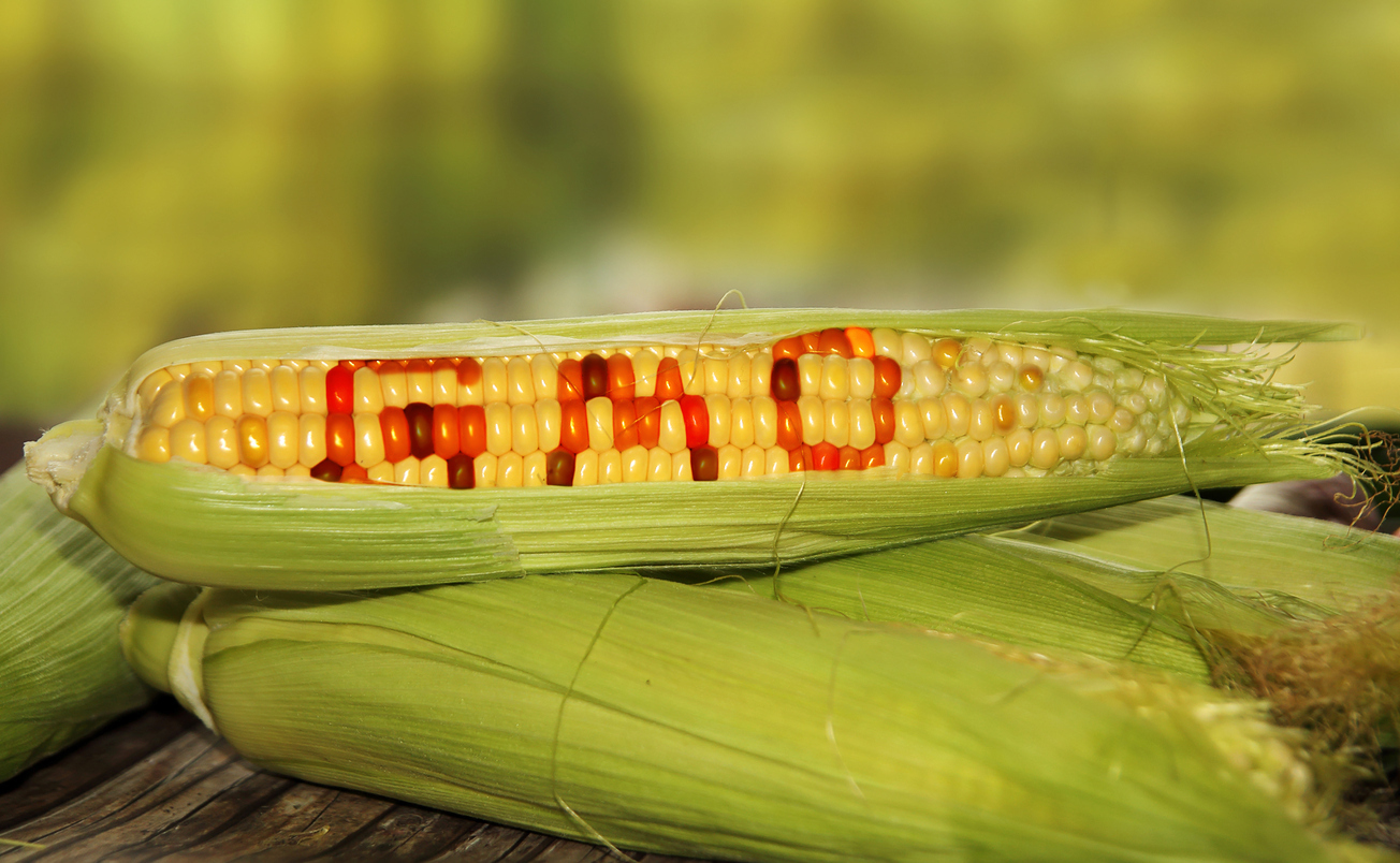 The Scottish Government has banned the growing of GM crops