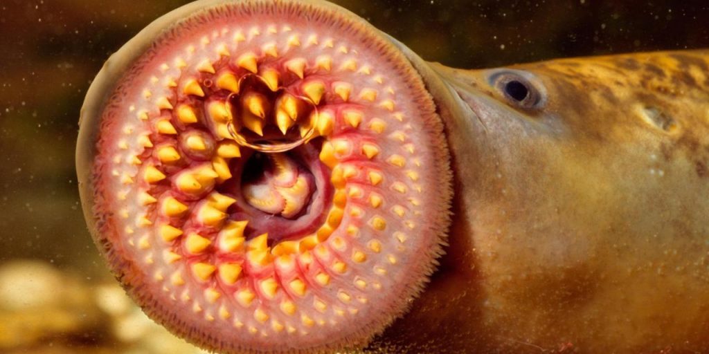 A lamprey