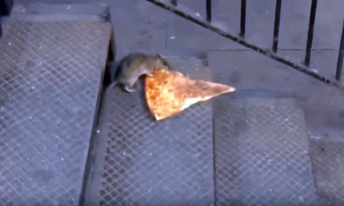Pizza Rat is just one of countless hungry animals to become stars of the internet.