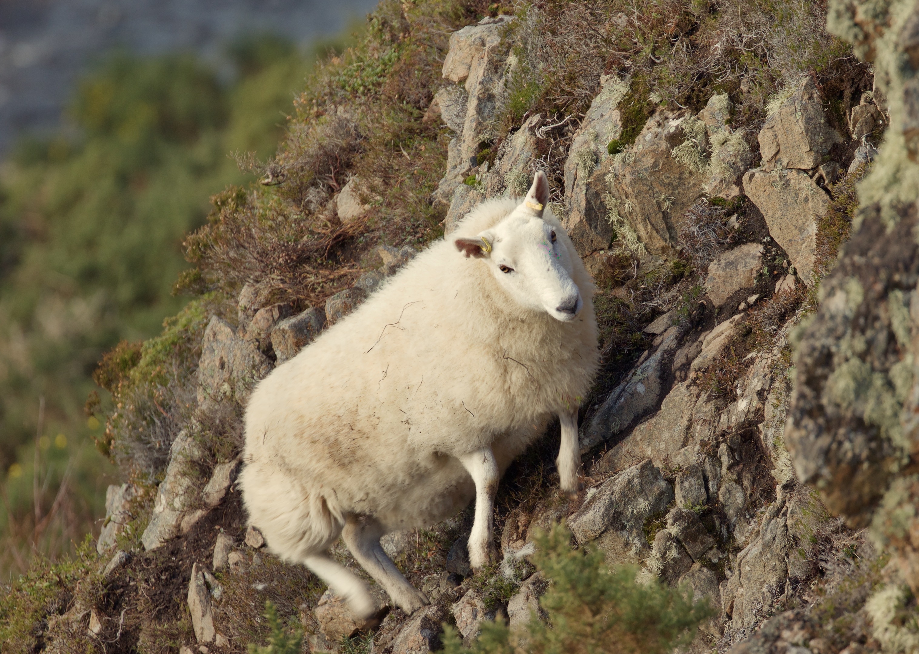 Some seem to grudge the presence of sheep in the hills