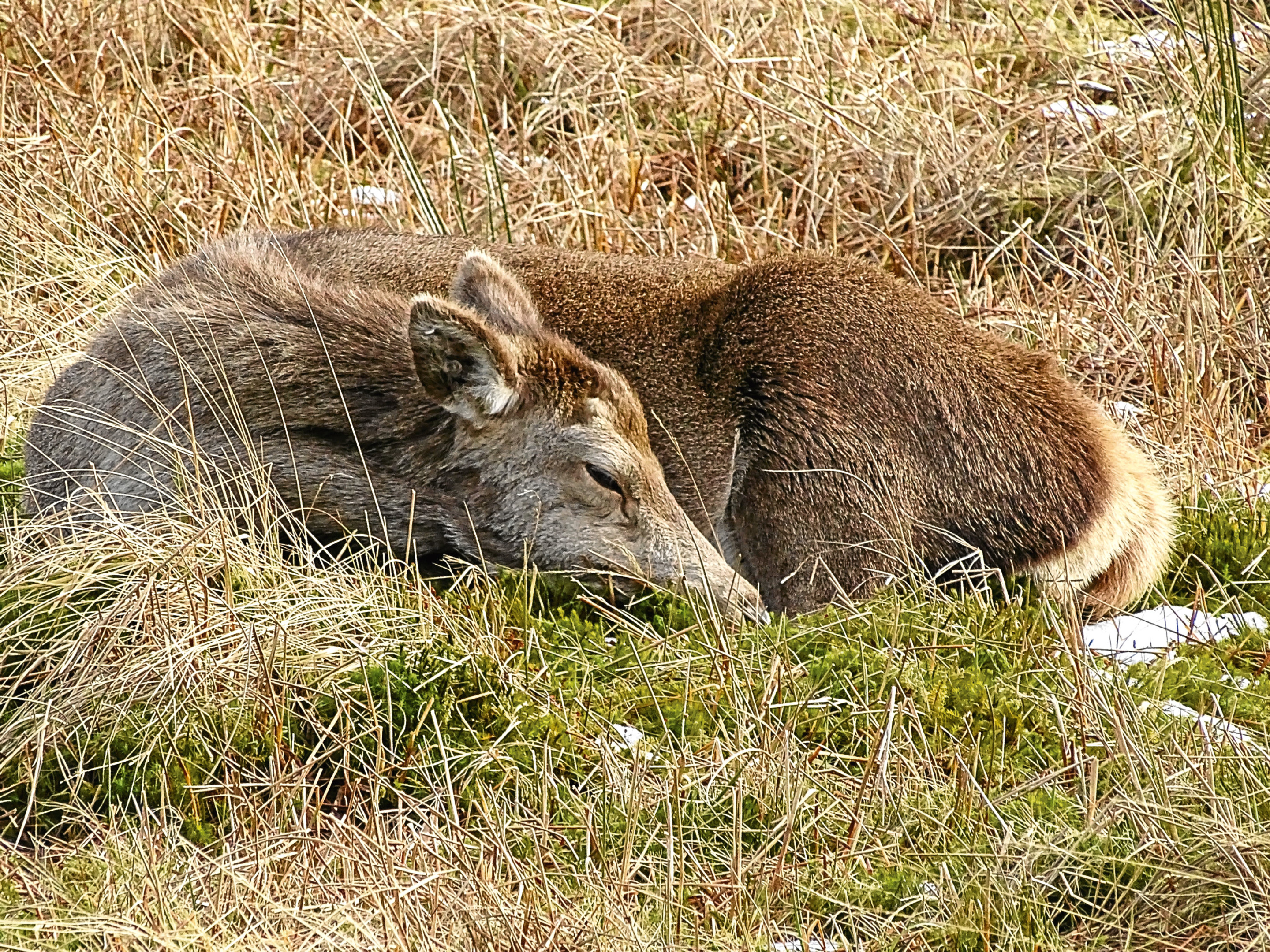 The absence of wolves causes deer to forget how to behave like deer.