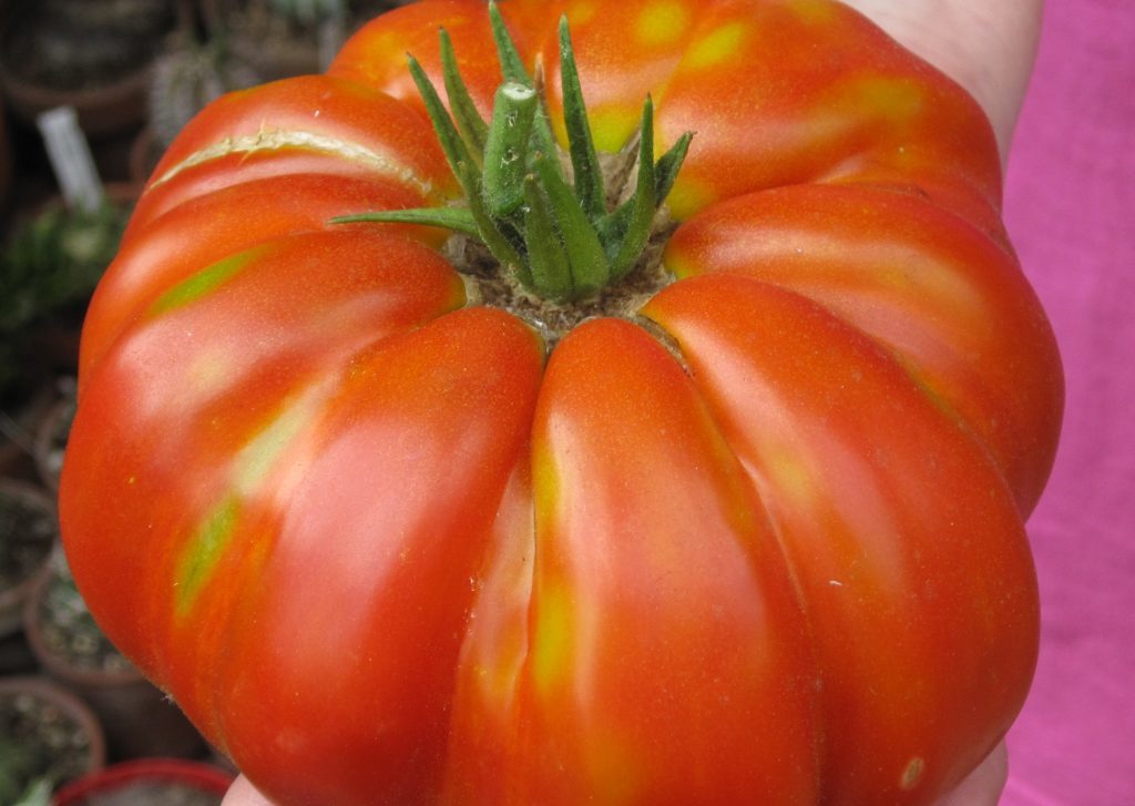 Beafheart tomato