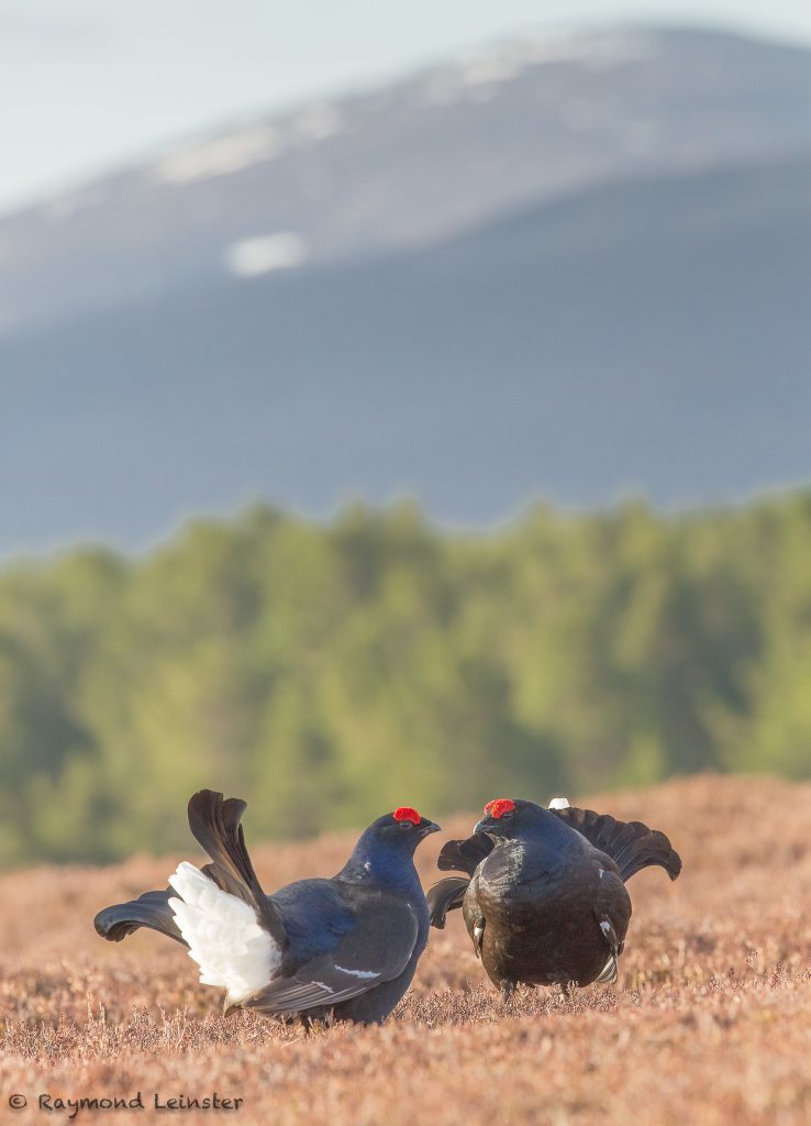 Black Grouse by Raymond Leinster (1)