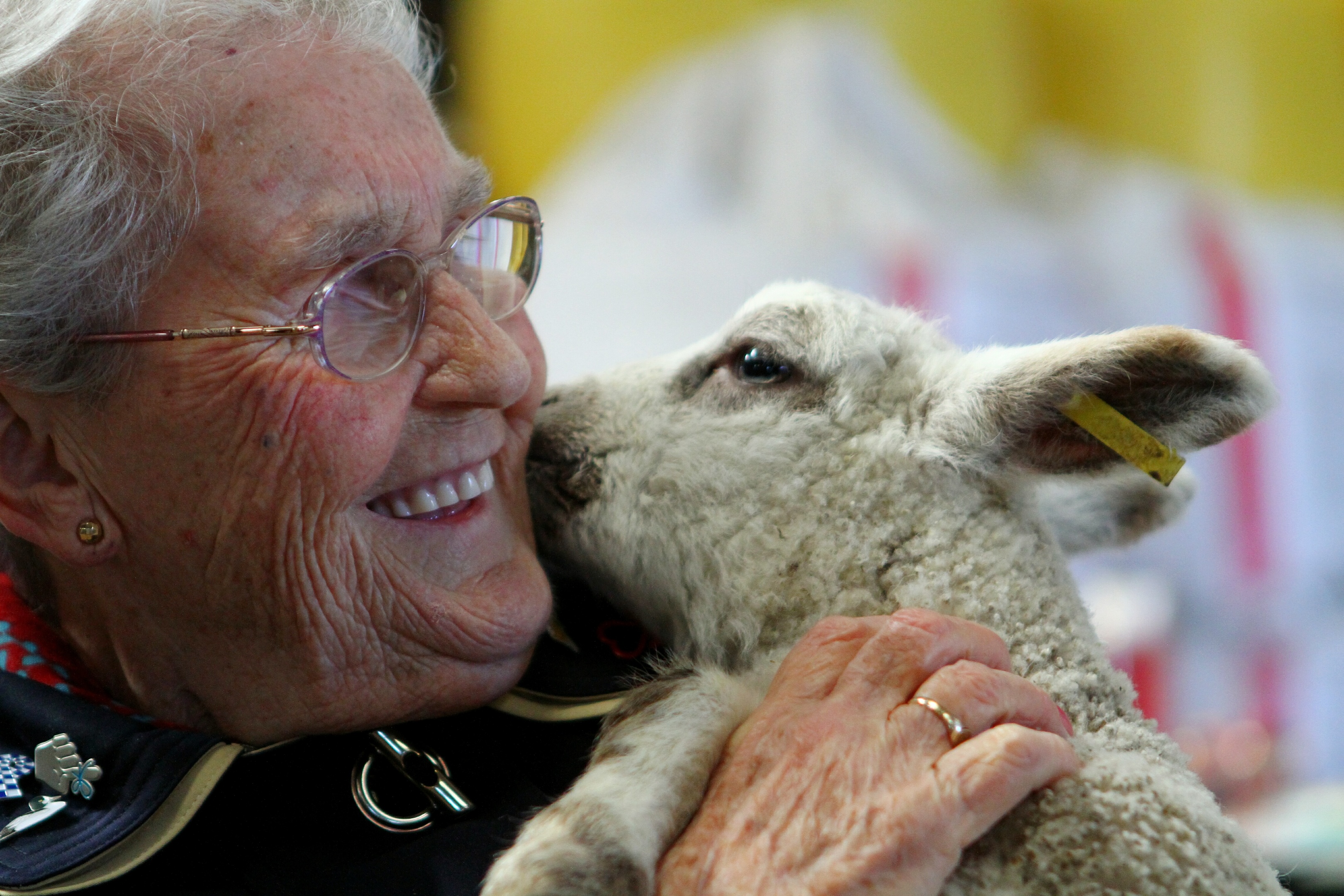 Josie the lamb shows her appreciation to Margaret