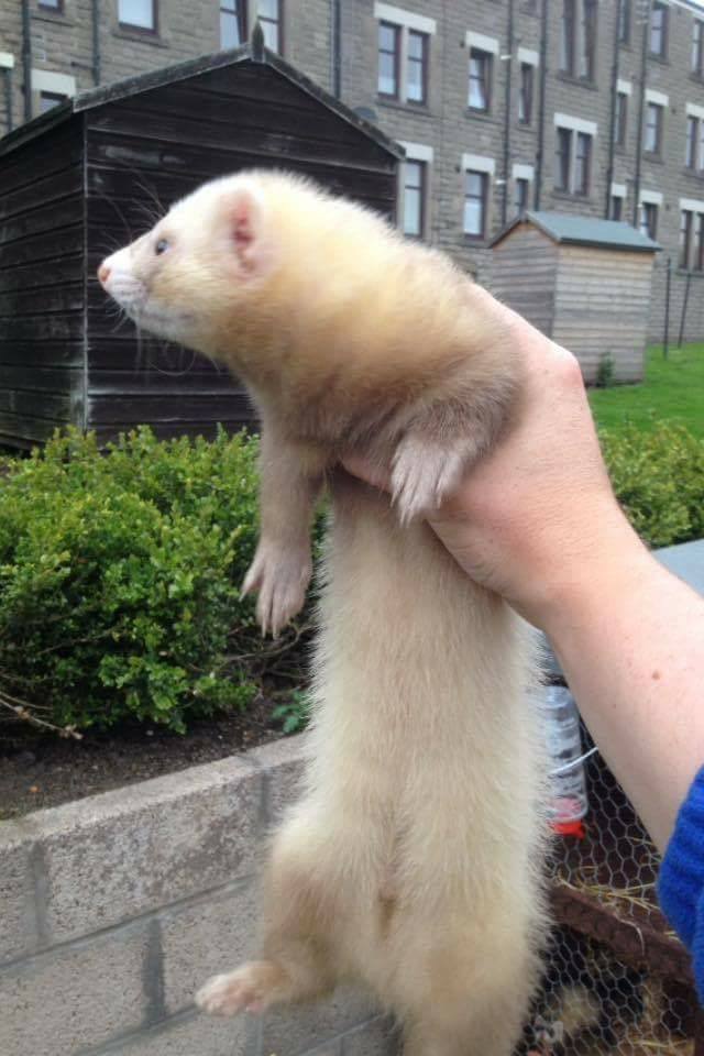 This ferret is still on the loose in the West End.