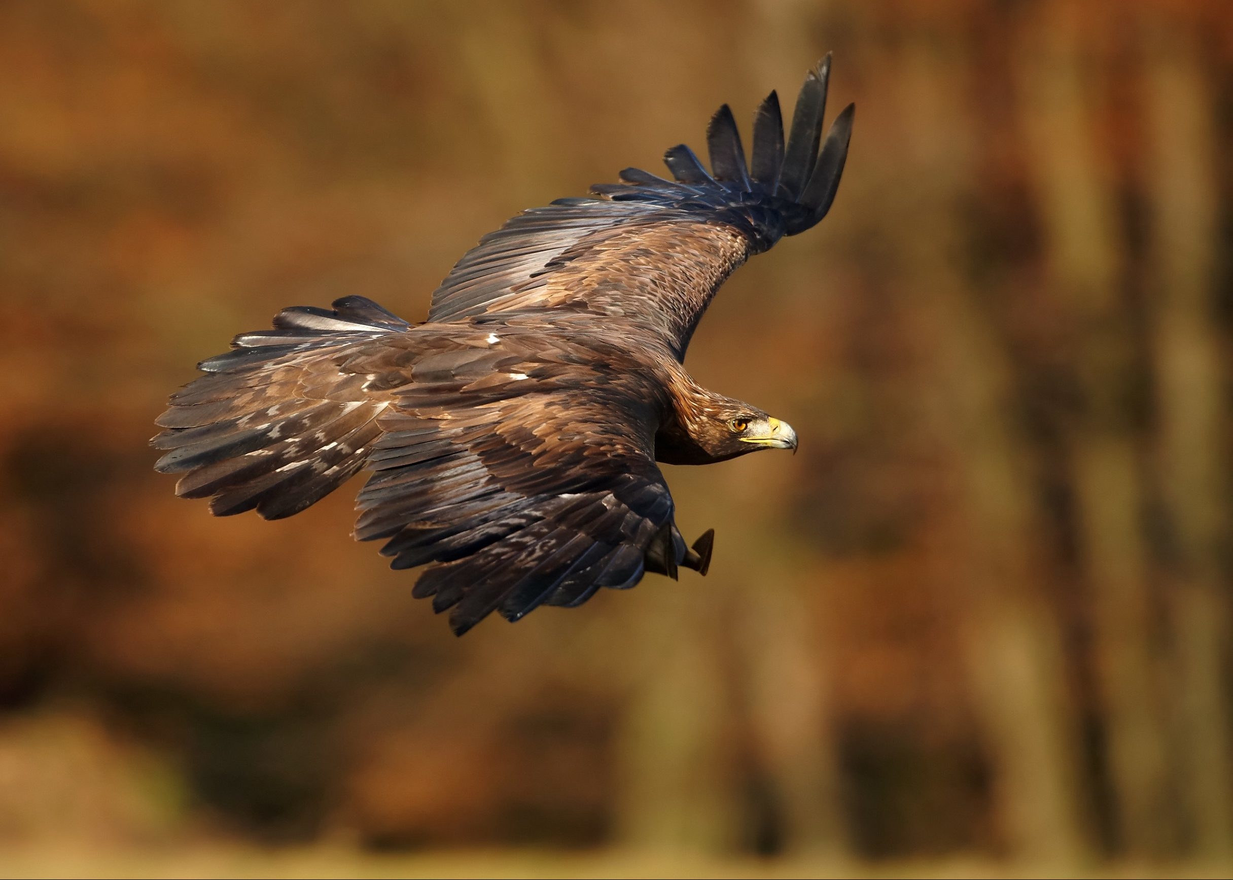 A Golden eagle.