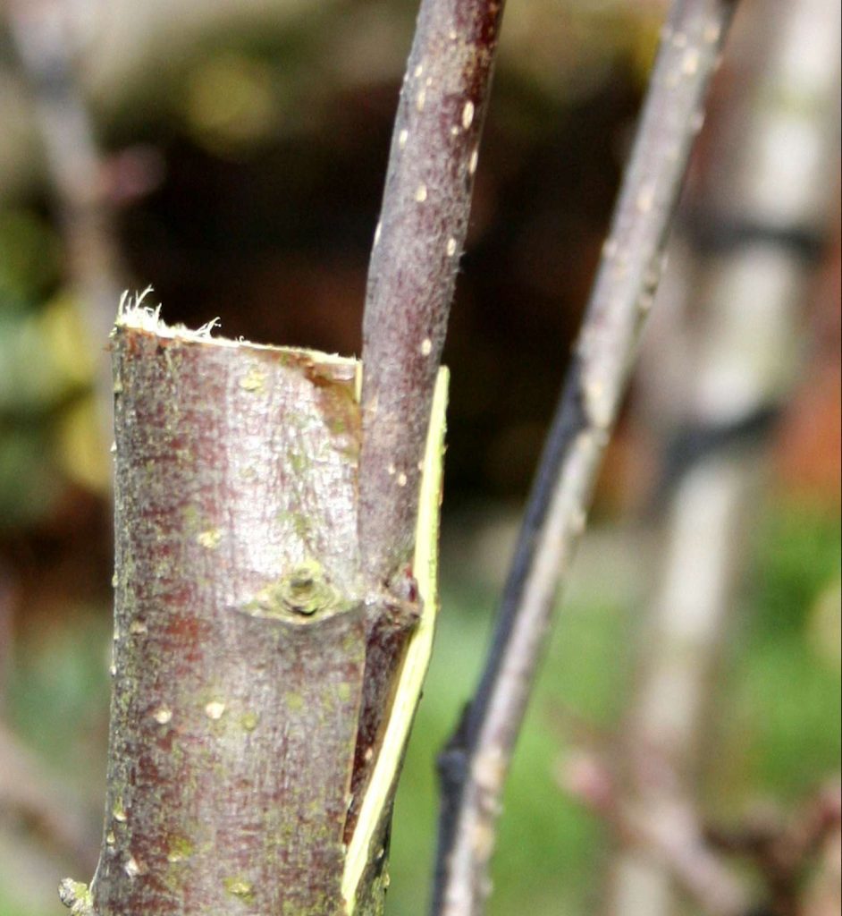 Graft inserted into branch