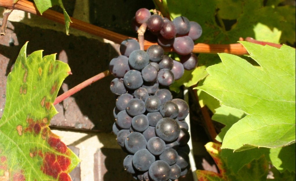 Grape Brant on a south facing wall